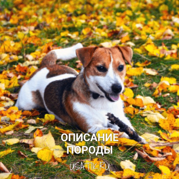 Джек Рассел терьер