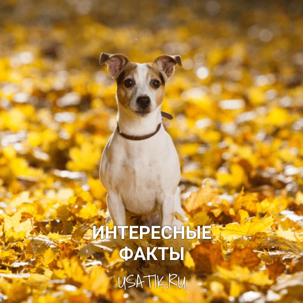Джек Рассел терьер