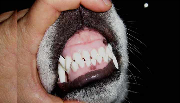 Постоянные зубы у собак начинают появляться сразу