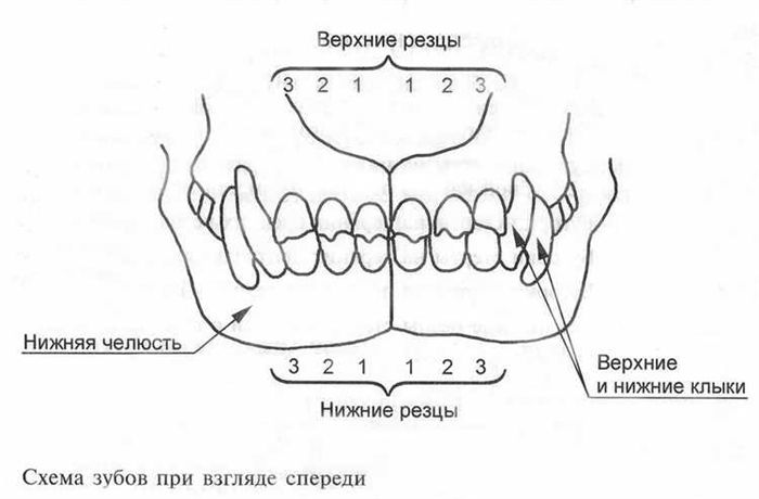 Смена зубов у щенков