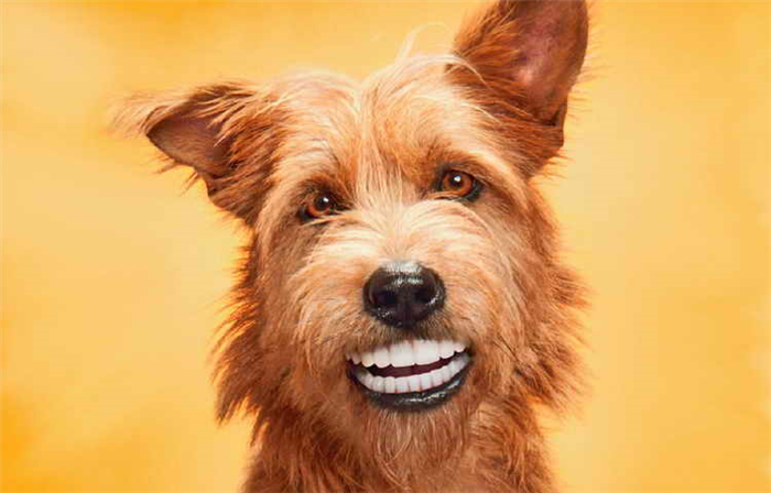 Изменения зубов у щенков йорка