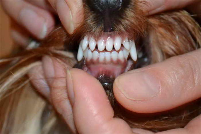 Смена зубов у щенков шпица