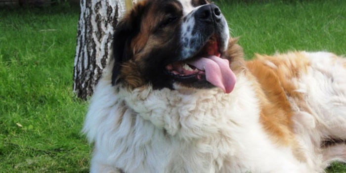 Порода собак москвичка сторожевая собака