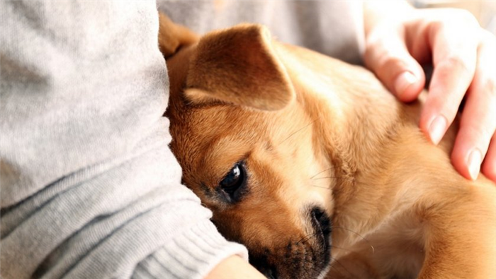 Собака не стоит на лапах: Причины, ранние признаки, стоит ли бить тревогу?