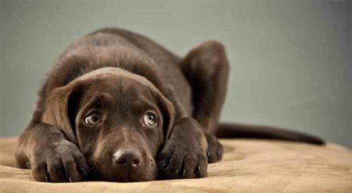 Собака не стоит на лапах: Причины, ранние признаки, стоит ли бить тревогу?