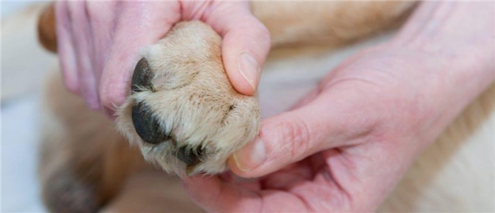 Что делает ветеринар, когда у собаки отказывают задние лапы?