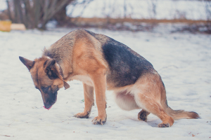 Причины и болезни отказа задних лап у собак