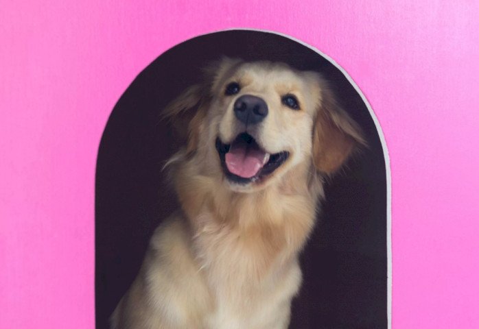 Собака выглядывает из розового домика для собак