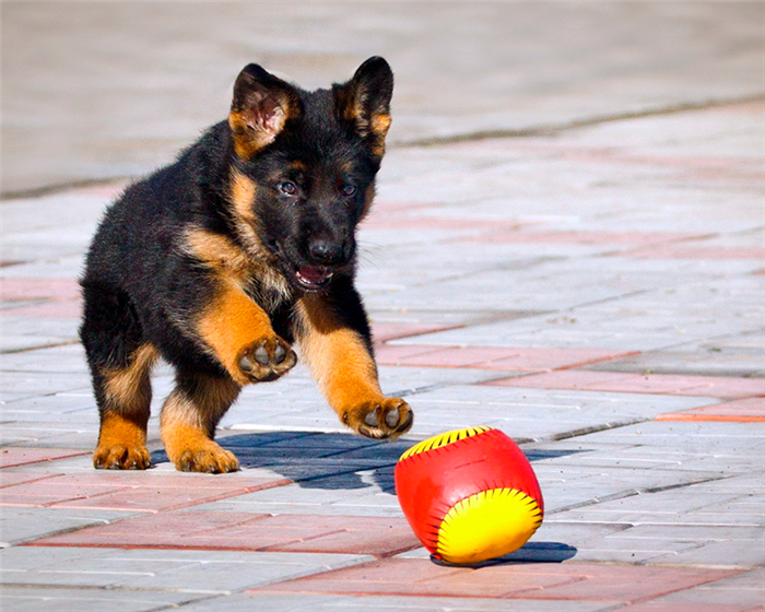 Даже в раннем возрасте щенок немецкой овчарки готов учиться с удовольствием.
