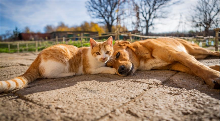 Кошка и собака