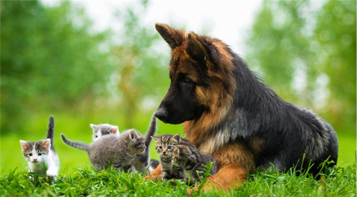 Кошка и собака
