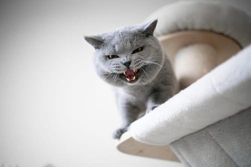Шипение кошки