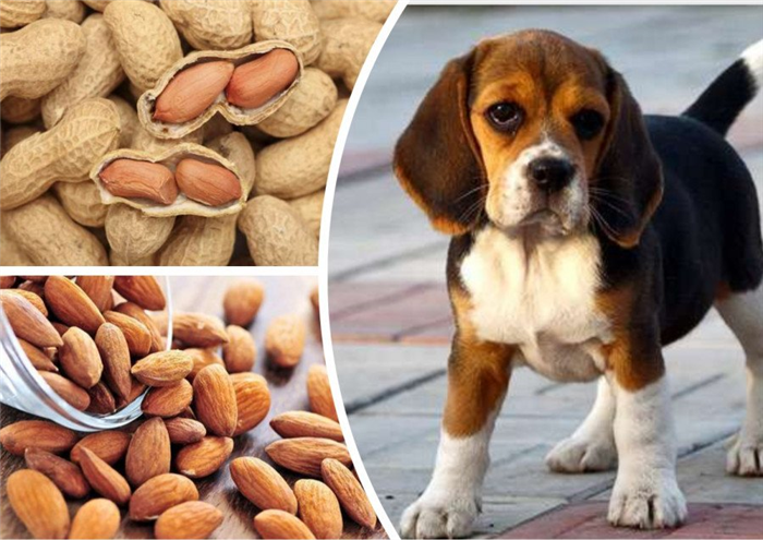 Можно ли давать собаке арахисовое масло?
