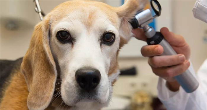 Опухоль слухового прохода собаки