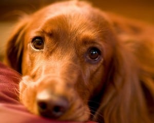 Опухание лап у собак