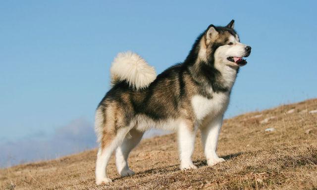 Самые популярные породы собак Аляскинский маламут