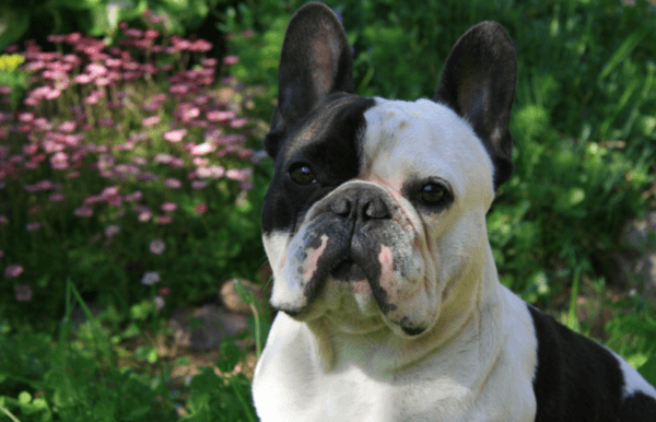 Французский бульдог l' amor en Fran&<#231; ais&#>33;»/></p><p><img decoding=