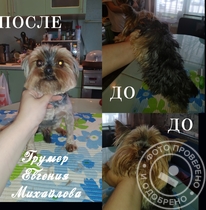 Йорк