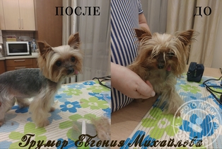 Йорк