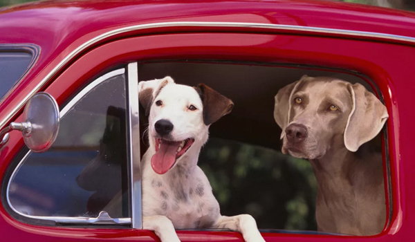 Безопасная перевозка собак в машине