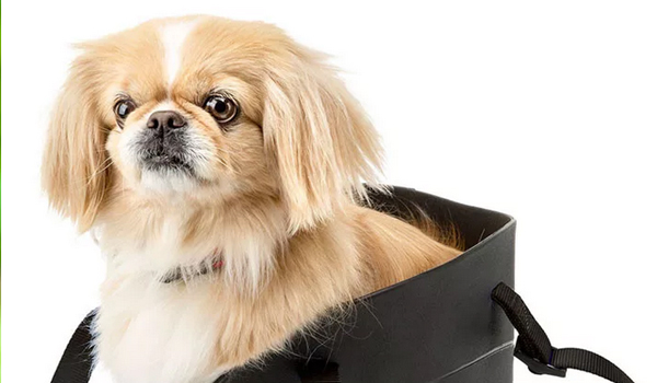 Модные сумки переноски для собак