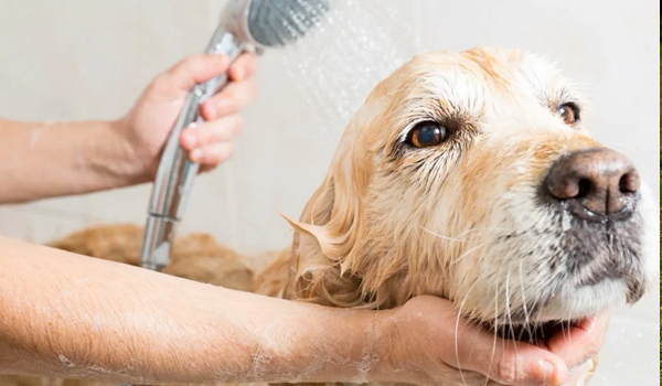 Как правильно вымыть собаку?