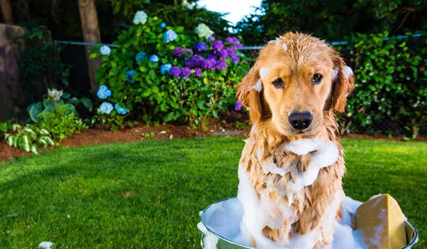 Как правильно вымыть собаку?