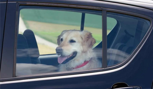 Безопасная перевозка собак в машине